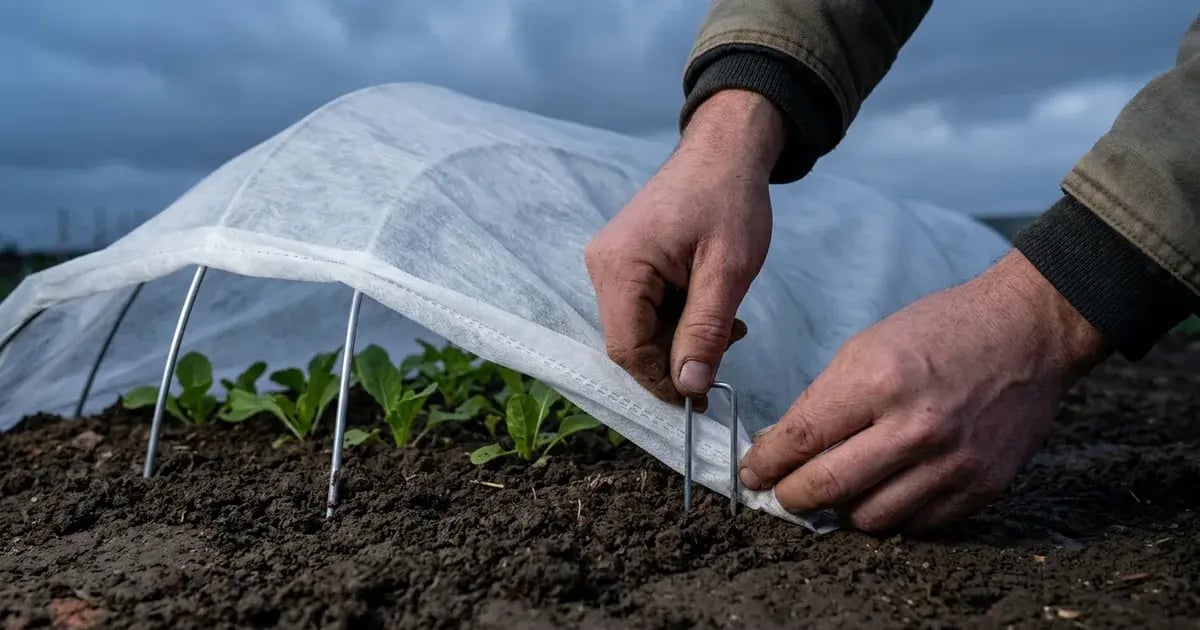 Gardener secures white frost cloth over healthy seedlings before cold weather arrives.