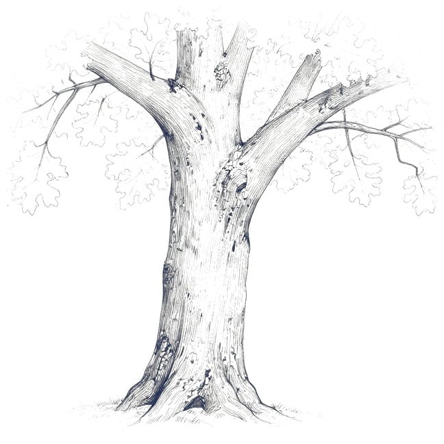 Oak tree trunk illustration in navy blue pen and ink sketch style